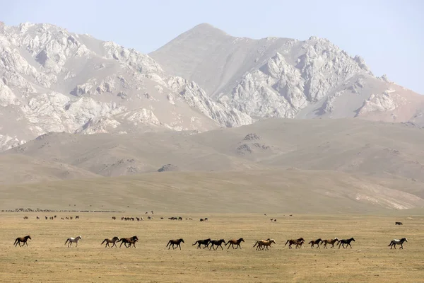 Troupeau Chevaux Galope Travers Steppe Lac Song Kul Kirghizistan — Photo