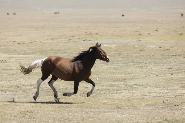 Cavallo Galoppa Attraverso Steppa Lago Song Kul Kirghizistan — Foto Stock