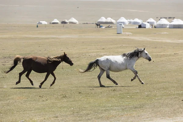 Dva Koně Tryskem Stepí Jezera Song Kul Kyrgyzstánu — Stock fotografie