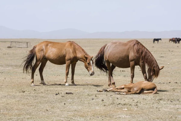 Два Коні Foals Лежачи Пісню Куль Озера Киргизстані — стокове фото