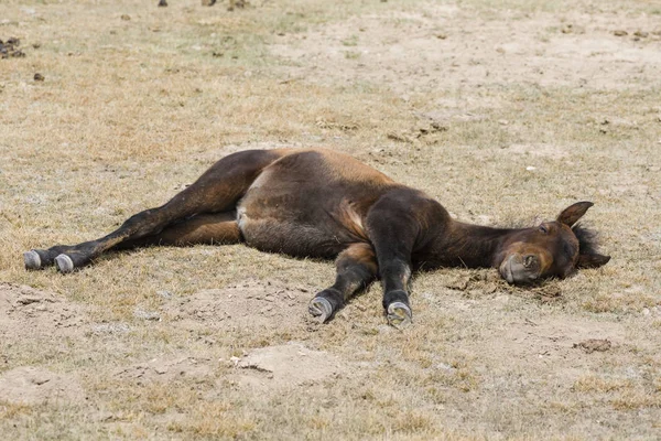 A young foal takes a nap at Song Kul Lake in Kyrgyzstan