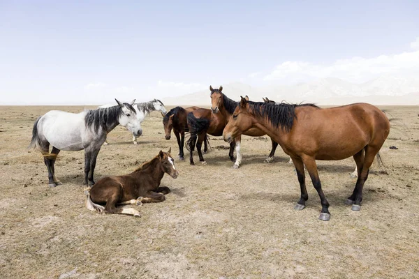 Troupeau Chevaux Lac Song Kul Kirghizistan — Photo