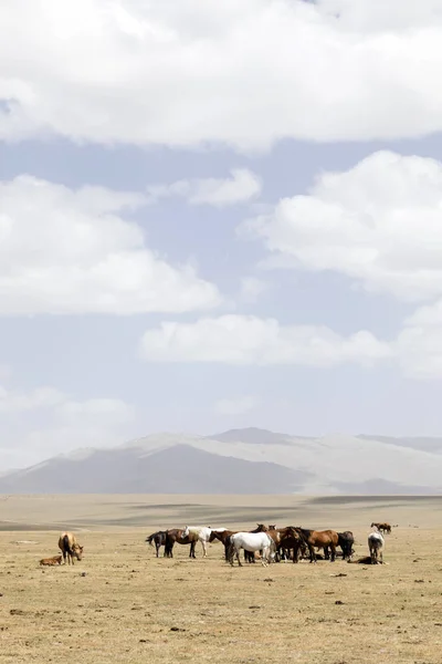 Flock Hästar Låt Kul Lake Kirgizistan — Stockfoto