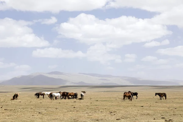Herd Horses Song Kul Lake Kyrgyzstan — Stock Photo, Image