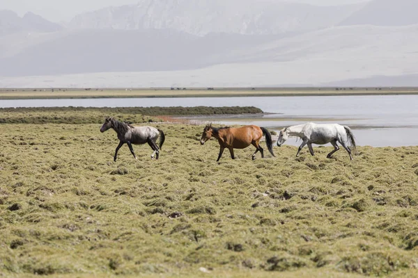 Trois Chevaux Courent Lac Song Kul Kirghizistan Vers Steppe — Photo