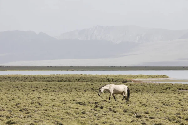吉尔吉斯斯坦宋伊塞克湖湖的一匹马跑向草原 — 图库照片