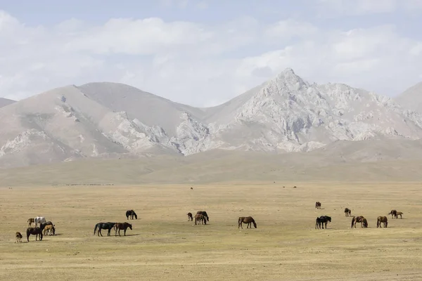 Troupeau Chevaux Paissent Paisiblement Dans Steppe Lac Song Kul Kirghizistan — Photo