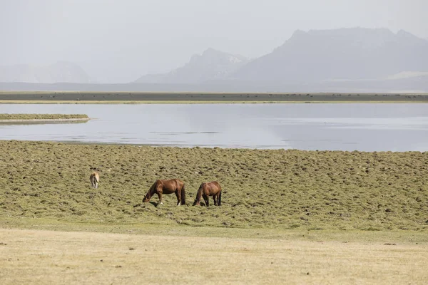 Sürüsü Huzur Içinde Bozkır Şarkı Kul Gölü Kırgızistan Grazes — Stok fotoğraf