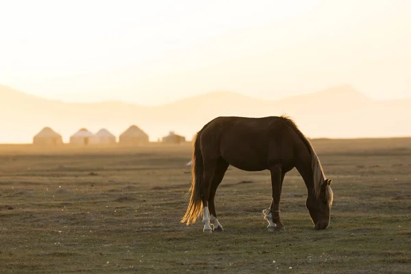 Cheval Broute Devant Établissement Yourtes Près Lac Song Kul Kirghizistan — Photo