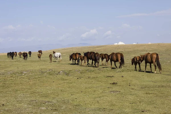 Troupeau Chevaux Traverse Steppe Lac Song Kul Kirghizistan — Photo