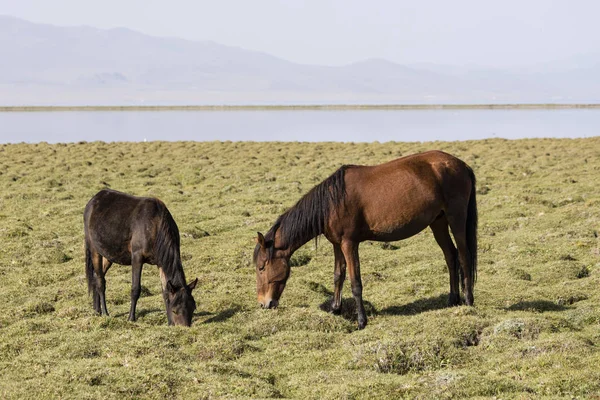 Deux Chevaux Paissent Dans Steppe Lac Song Kul Kirghizistan — Photo