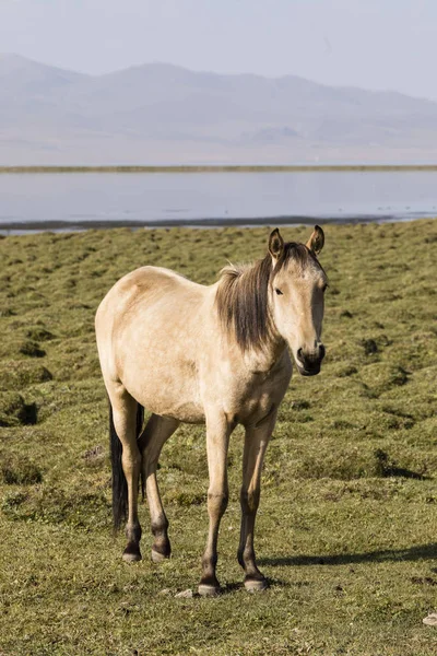 Cheval Tient Dans Steppe Lac Song Kul Kirghizistan — Photo