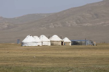 Kırgızistan'daki şarkı Kul kıyı Gölü boyunca eşek trots genç gri