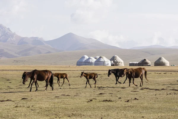 Song Kul Kirghizistan Août 2018 Troupeau Chevaux Passe Devant Établissement — Photo