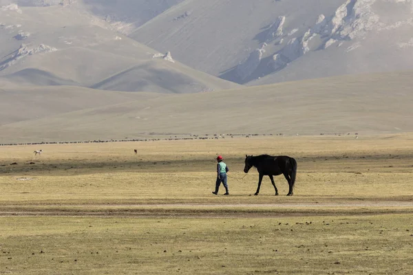 Song Kul Kyrgyzstán Srpen 2018 Chlapec Vede Koně Vodítku Prostřednictvím — Stock fotografie