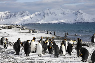 Kral penguenler Güney Georgia Antarktika içinde Salisbury Plajı ovada üzerinde