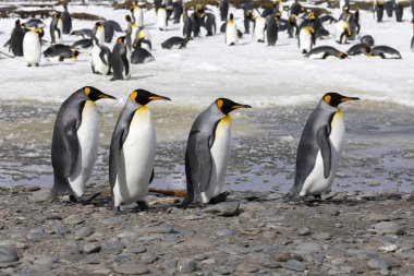 Penguenler yürüyüş Salisbury düz Güney Gürcistan'da Antarktika üzerinde üzerinde üst üste dört Kral