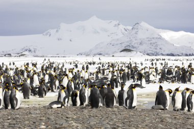 Bir koloni Kral penguenler Güney Georgia Antarktika içinde Salisbury ovada üzerinde