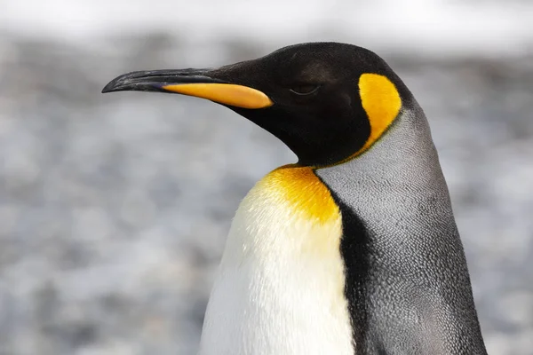 南极南乔治亚岛索尔兹伯里平原一只国王企鹅的特写镜头 — 图库照片
