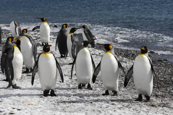 Pingüinos Rey Navegando Playa Llanura Salisbury Georgia Del Sur Antártida — Foto de Stock