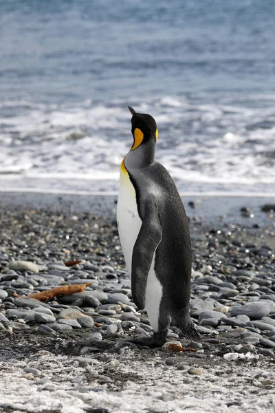 Rei Pinguim Olha Para Mar Salisbury Plain Geórgia Sul Antártida — Fotografia de Stock