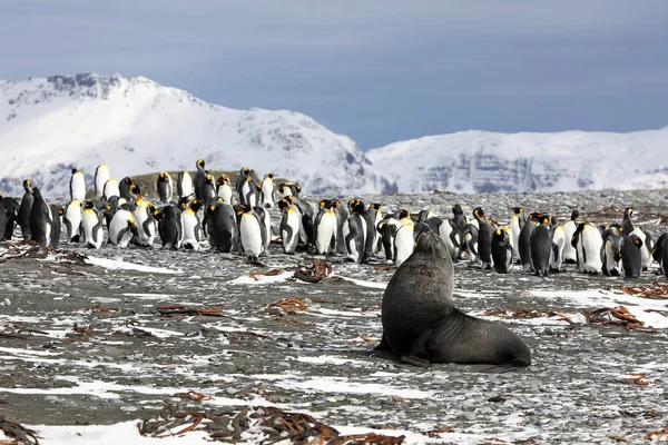 Jovem Selo Pele Posa Frente Uma Colônia Pinguins Rei Planície — Fotografia de Stock