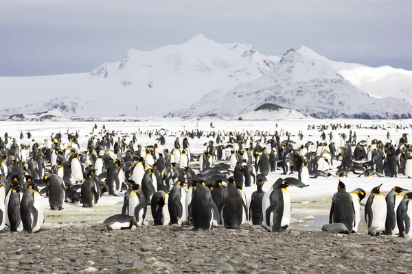 Una Colonia Pingüinos Reales Llanura Salisbury Georgia Del Sur Antártida —  Fotos de Stock