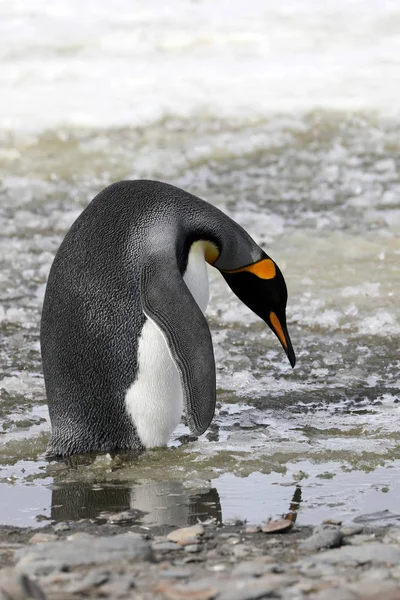 King Penguin Stands Slush Salisbury Plain South Georgia Antarctic — Stock Photo, Image