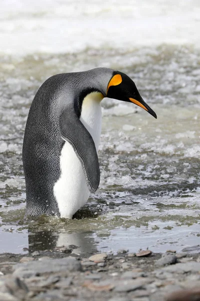 王ペンギンは南極の南ジョージアのソールズベリー平原の廃油に立つ — ストック写真