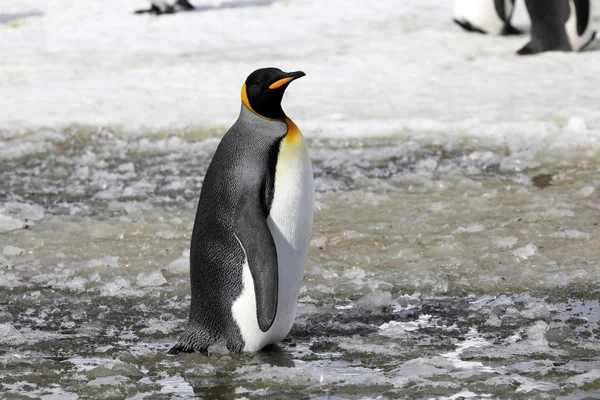 Pingouin Royal Tient Dans Neige Fondante Sur Plaine Salisbury Géorgie — Photo