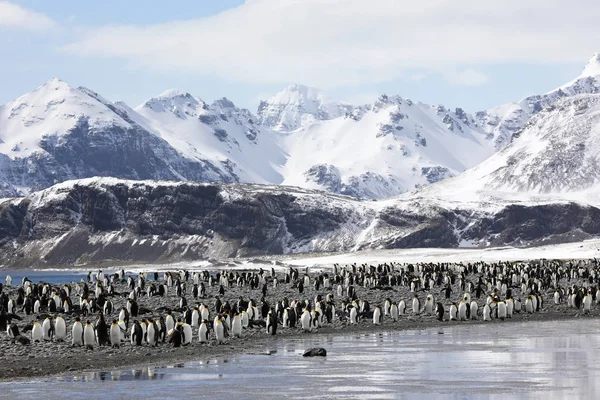 Uma Colônia Pinguins Rei Planície Salisbury Geórgia Sul Antártida — Fotografia de Stock