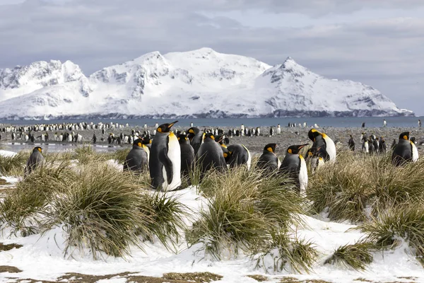 南极南乔治亚岛索尔兹伯里平原上的一群国王企鹅 — 图库照片