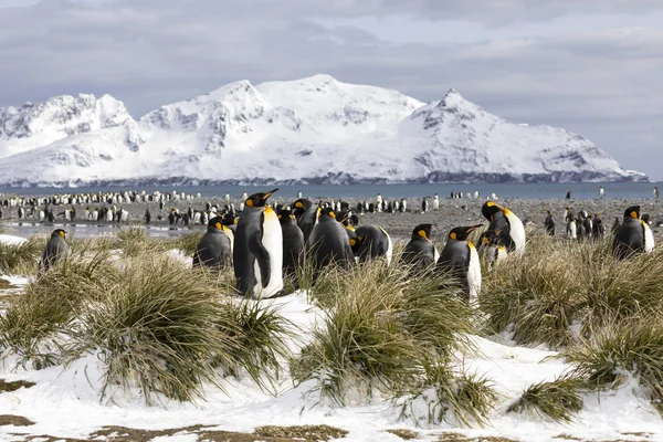 Bir koloni Kral penguenler Güney Georgia Antarktika içinde Salisbury ovada üzerinde