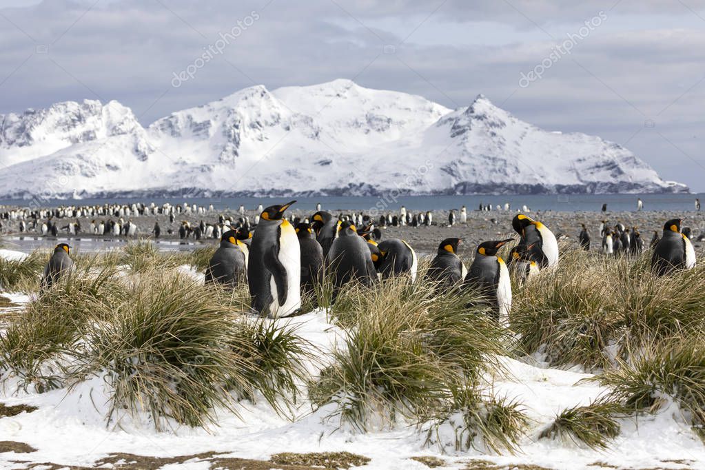 A colony of king penguins on Salisbury Plain on South Georgia in the Antarctic