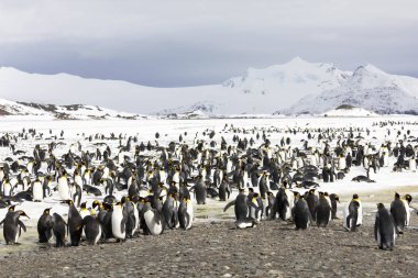 Bir koloni Kral penguenler Güney Georgia Antarktika üzerinde Salisbury düz üzerinde