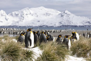 Bir koloni Kral penguenler Güney Georgia Antarktika üzerinde Salisbury düz üzerinde