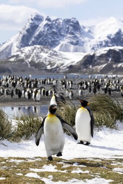 İki Kral penguenler kolonilerine Salisbury düz Güney Georgia Antarktika üzerinde üzerinde önünde ön planda olan