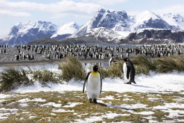 İki Kral penguenler kolonilerine Salisbury düz Güney Georgia Antarktika üzerinde üzerinde önünde ön planda olan