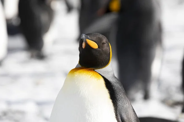 Close Van Een Koningspinguïn Salisbury Plain South Georgia Antarctica — Stockfoto