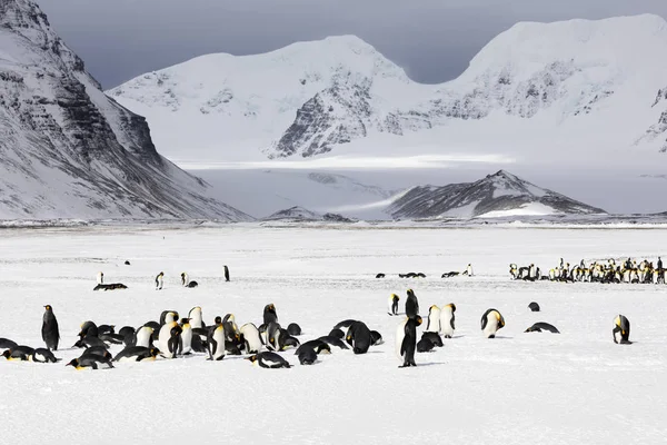 Bir koloni Kral penguenler Güney Georgia Antarktika üzerinde Salisbury düz üzerinde