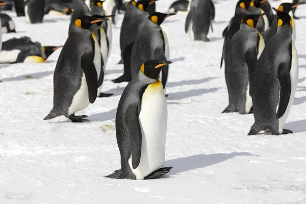 Колонія Короля Пінгвіни Рівнині Солсбері Півдні Грузії Антарктиді — стокове фото