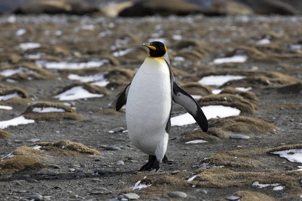 King Penguin Corre Playa Llanura Salisbury Georgia Del Sur Antártida —  Fotos de Stock