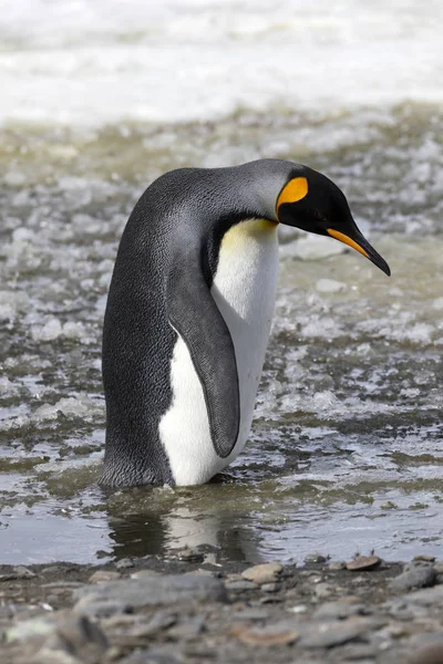 王ペンギンは南極大陸の南ジョージアのソールズベリー平原の廃油に立つ — ストック写真