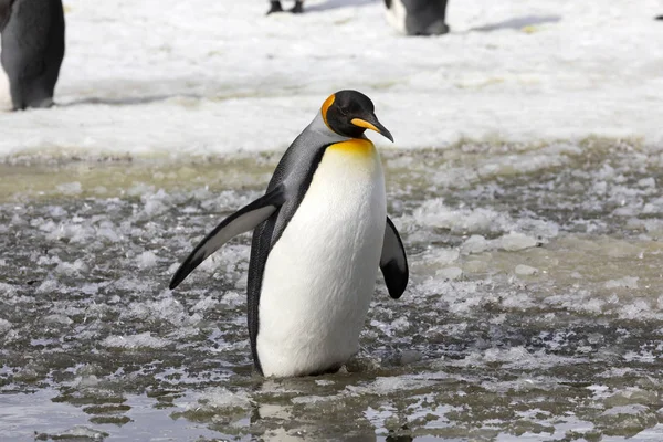 王ペンギンは南極大陸の南ジョージアのソールズベリー平原で秘密に Waddles — ストック写真