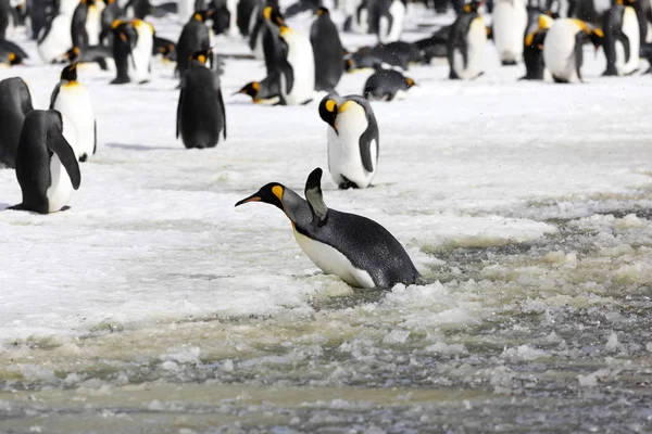 Rei Pinguim Tenta Desembarcar Lama Planície Salisbury Geórgia Sul Antártida — Fotografia de Stock