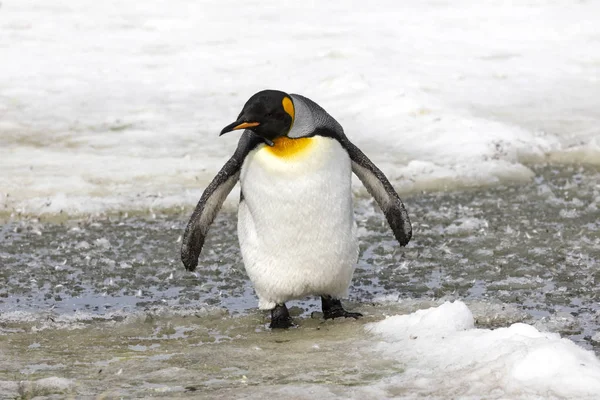 Juvenil Kung Pingvin Vaggar Snömodd Salisburyslätten Sydgeorgien Antarktis — Stockfoto