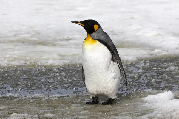 Pingüino Rey Juvenil Camina Aguanieve Llanura Salisbury Georgia Del Sur —  Fotos de Stock