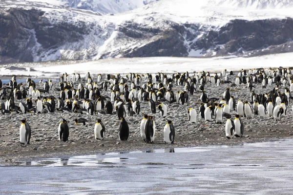 Une Colonie Manchots Royaux Dans Plaine Salisbury Géorgie Sud Antarctique — Photo