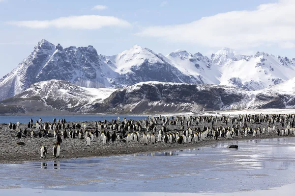 Colony King Penguins Salisbury Plain South Georgia Antarctica — Stock Photo, Image