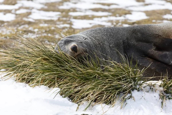 Una Foca Piel Descansa Sobre Mechón Hierba Llanura Salisbury Georgia —  Fotos de Stock